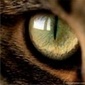 Фотография MarchCat